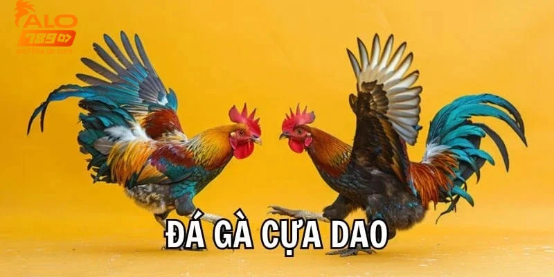 Khám phá đá gà cựa dao – Trò chơi độc đáo tại ALO789 5 Khái niệm và lịch sử đá gà cựa dao