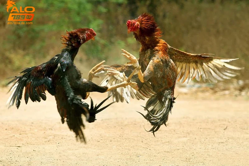 ky-thuat-va-kinh-nghiem-trong-da-ga-choi Kỹ thuật và kinh nghiệm trong đá gà chọi
